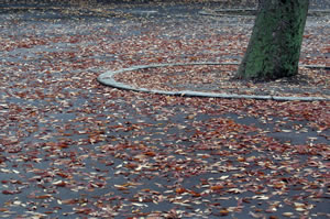 fallen leaves in the park.jpg